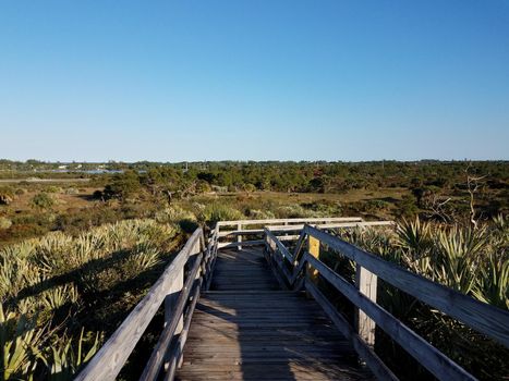 wood boardwalk or trail or path with plants and sky in Florida