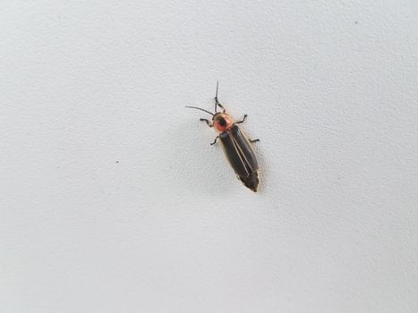 a small black firefly on a white wall