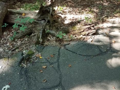 fallen tree and cracked and damaged black asphalt trail