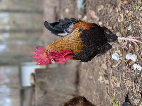 portrait of a big rooster posing for camera