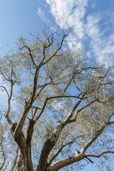 Olive tree. Agricultural tourism in Italy. Bottom view.