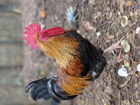portrait of a big rooster posing for camera