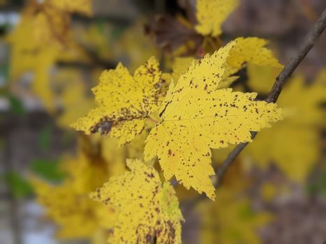 seasonal autumn color change o leaves to yellow