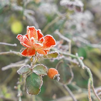 Frozen flowers in a winter day. Delicate flowers in the frost. Beautiful winter morning in the fresh air. Gently frosty natural winter background. Soft focus.