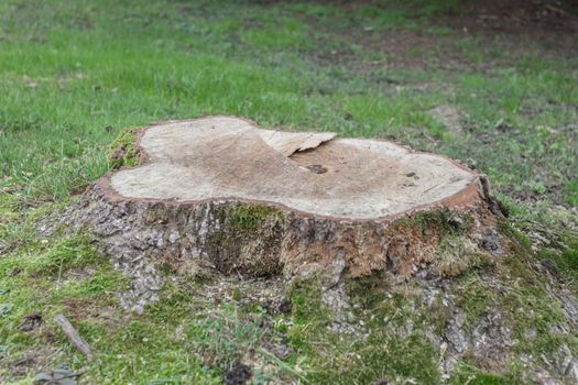 Tree cut in the forest.