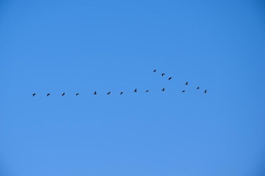 The Silhouettes of birds flying away for wintering in the blue sky