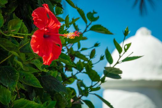 A Selective focus shot of a beautiful blooming Hibiscus flower