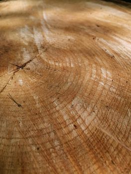 Closeup vertical shot of a tree trunk texture with beautiful natural patterns