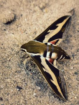 Closeup vertical shot of a beautiful moth butterfly on a sand surface