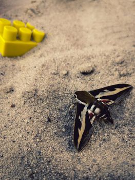 Vertical shot of a beautiful moth butterfly on a sard surface