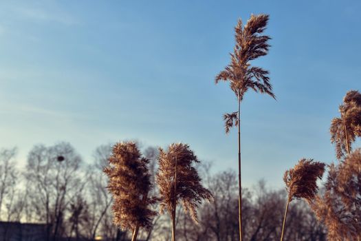 Selective focus shot of windblown reed grasses in a field