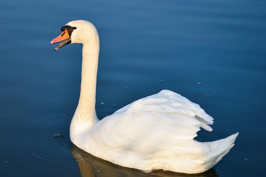 Closeup of a fabulous white swan in the water