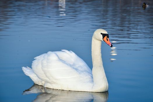 An eye-level shot of a single beautiful white swan floating on a calm water surface