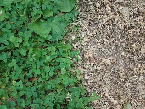 green clover with dead patch of brown clover