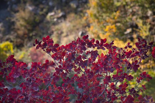 Red and Orange Autumn Leaves Background. Outdoor. Azerbaijan. Caucasus