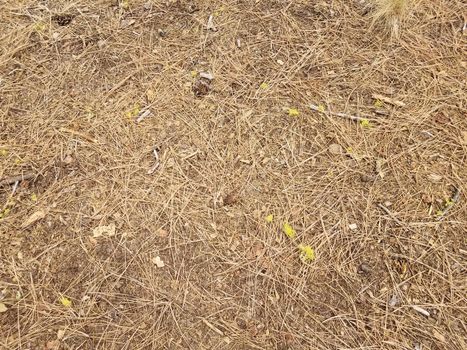 brown pine needles and pine cones and yellow lichen on the ground