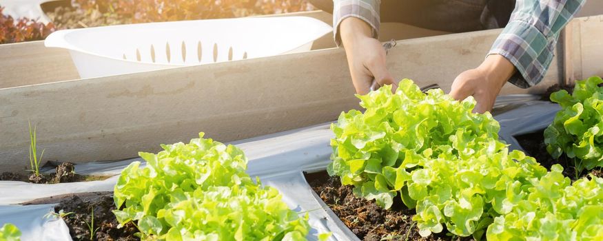 Closeup hands of young asian man farmer checking fresh organic vegetable garden in farm, cultivation green oak lettuce for harvest agriculture with business, healthy food concept, banner website.