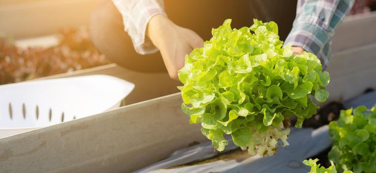 Closeup hands of young asian man farmer checking fresh organic vegetable garden in farm, cultivation green oak lettuce for harvest agriculture with business, healthy food concept, banner website.