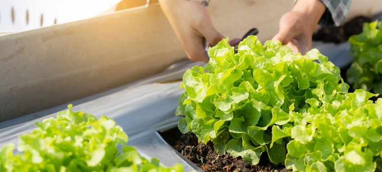 Closeup hands of young asian man farmer checking fresh organic vegetable garden in farm, cultivation green oak lettuce for harvest agriculture with business, healthy food concept, banner website.