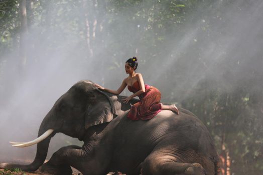 Thailand Countryside; Silhouette elephant on the background of sunset, elephant Thai in Surin Thailand.