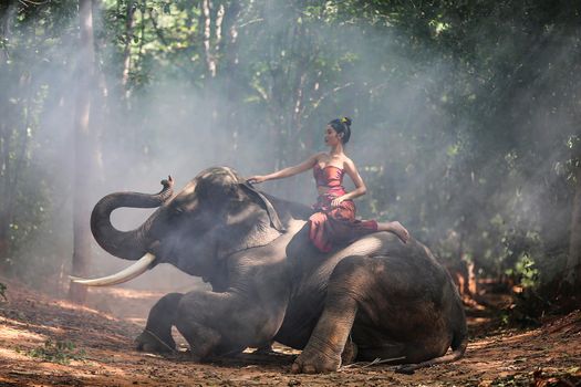 Thailand Countryside; Silhouette elephant on the background of sunset, elephant Thai in Surin Thailand.