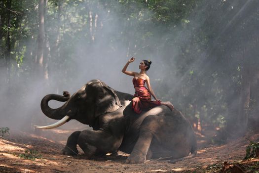 Thailand Countryside; Silhouette elephant on the background of sunset, elephant Thai in Surin Thailand.