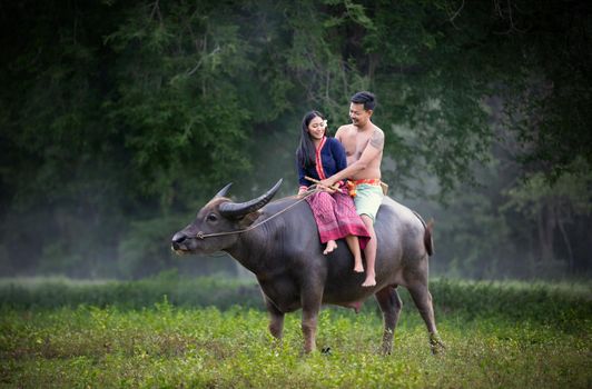 Men and women sitting by tree and buffalo in rural fields
