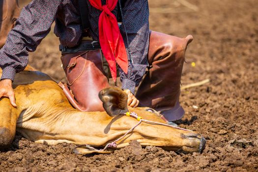 Cowboys chasing wilding horses. roping and riding, with dust flying everywhere