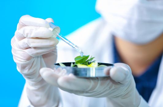 Biochemistry specialist experiment on Natural organic botany and scientific glassware, Alternative herb medicine, Natural skin care beauty products, Research and development concept