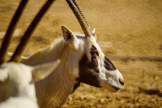 Head portrait of an Arabian oryx, in the Yotvata Hai-Bar Nature Reserve, the Arava desert, southern Israel