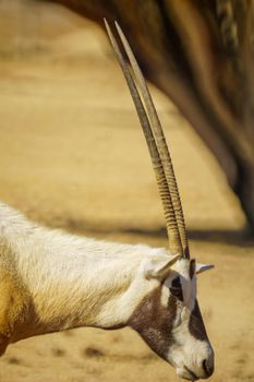 Head portrait of an Arabian oryx, in the Yotvata Hai-Bar Nature Reserve, the Arava desert, southern Israel