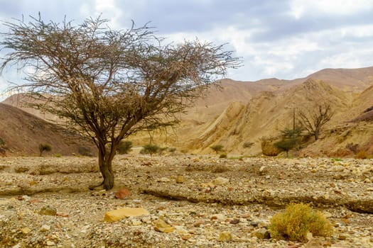 View of the Nahal Shlomo (desert valley). Eilat Mountains, southern Israel