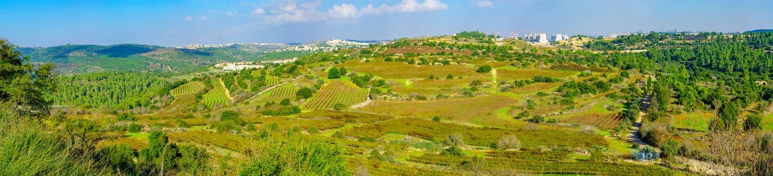 Panoramic view of landscape and vineyards in the Jerusalem Hills, Central Israel