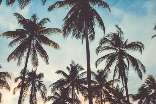 Tropical palm coconut trees on sunset sky flare and bokeh nature.