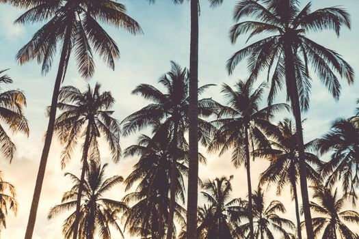 Tropical palm coconut trees on sunset sky flare and bokeh nature.