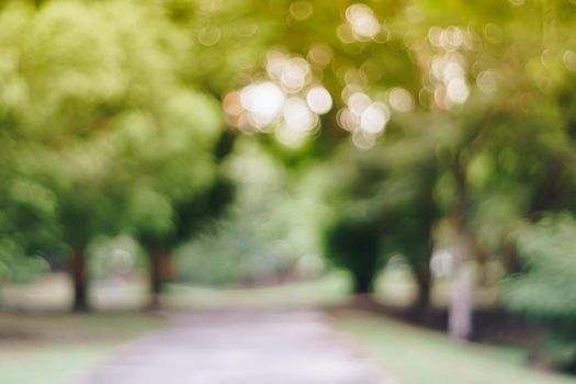 Blur nature bokeh green park and  many trees background.