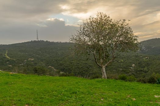 Sunrise view of an Oak tree in Hai-Bar Carmel Nature Reserve, and Mount Carmel Park landscape. Northern Israel