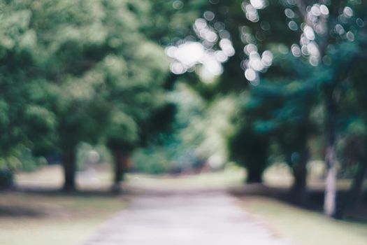 Blur nature bokeh green park and  many trees background.