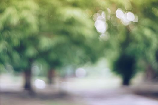 Blur nature bokeh green park and  many trees background.