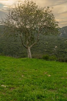 Sunrise view of an Oak tree in Hai-Bar Carmel Nature Reserve, and Mount Carmel Park landscape. Northern Israel