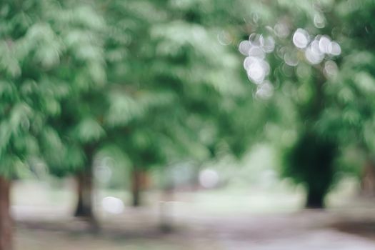 Blur nature bokeh green park and  many trees background.