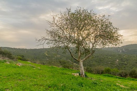 Sunrise view of an Oak tree in Hai-Bar Carmel Nature Reserve, and Mount Carmel Park landscape. Northern Israel