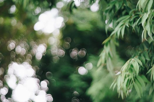 Blur nature bokeh green park and  many trees background.