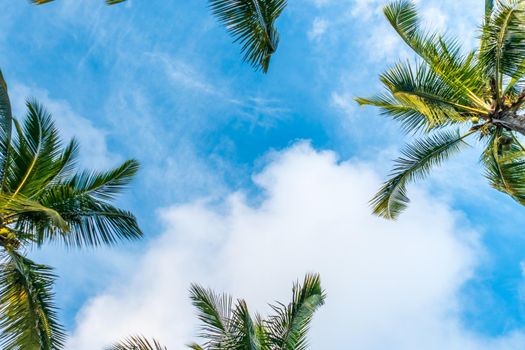 Tropical palm coconut trees on blue sky flare and bokeh nature.