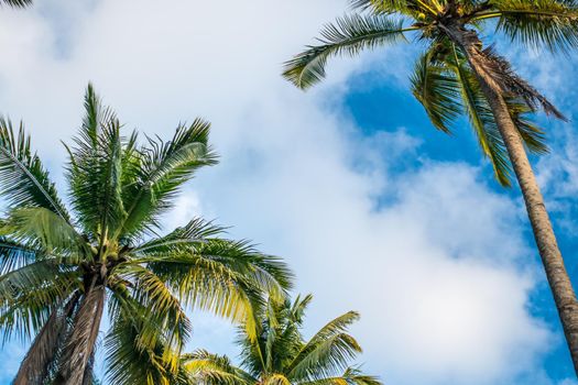 Tropical palm coconut trees on blue sky flare and bokeh nature.