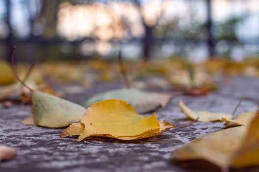 autumn leaves on the ground macro close up