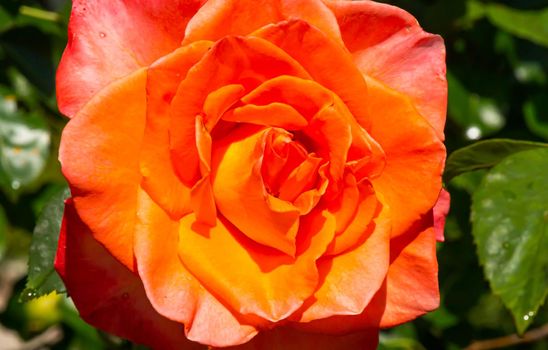 orange roses in the garden with raindrops close up