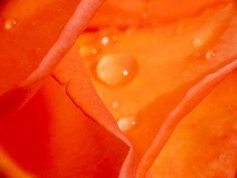 orange roses in the garden with raindrops close up