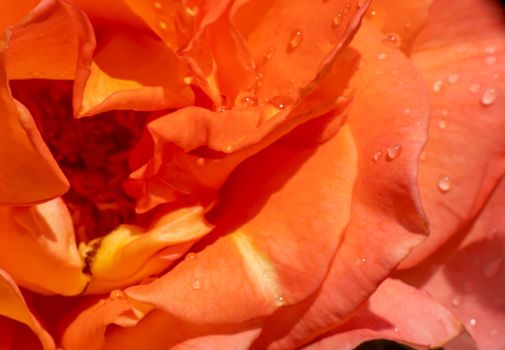 orange roses in the garden with raindrops close up