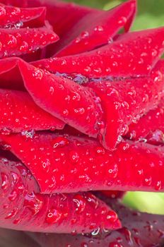 red rose in garden raindrops, close up macro